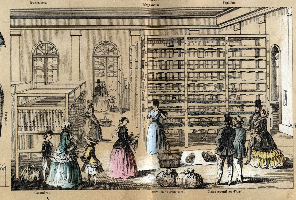 Description of culture and silk products: in the center the magneerie with the various stages of the sericulture. Plate 