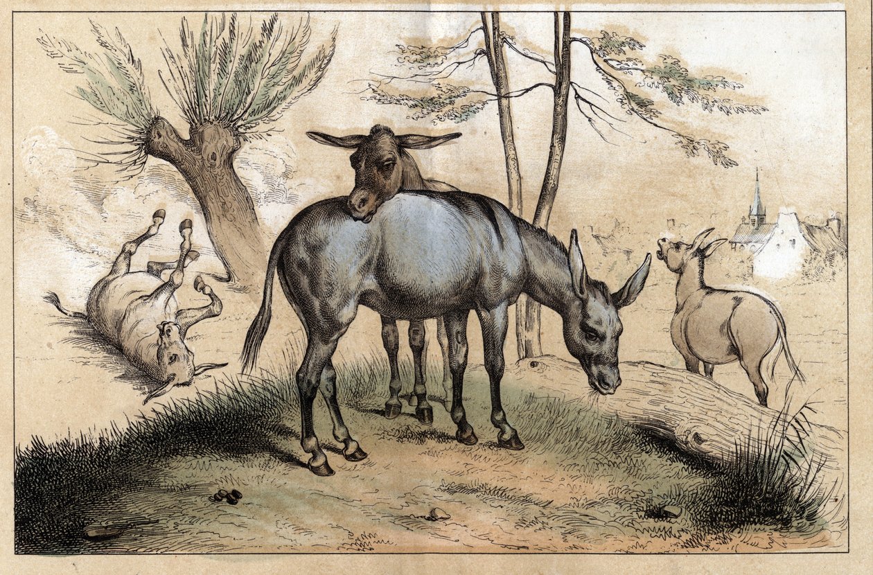 Description of the different products and uses of donkey: two donkeys in one. Detail of the board 