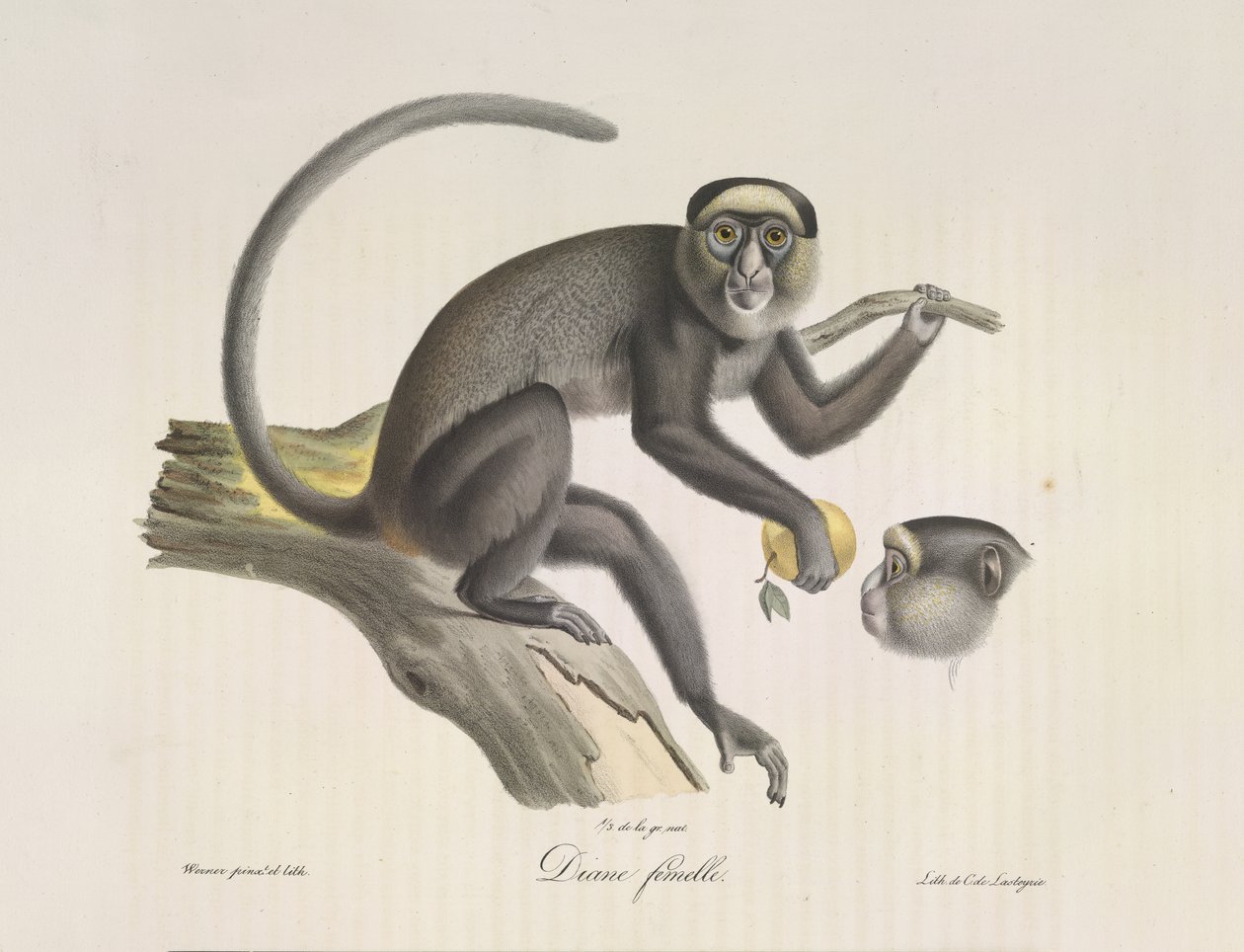 Female Monkey, from Histoire Naturelle des Mammifères by French School