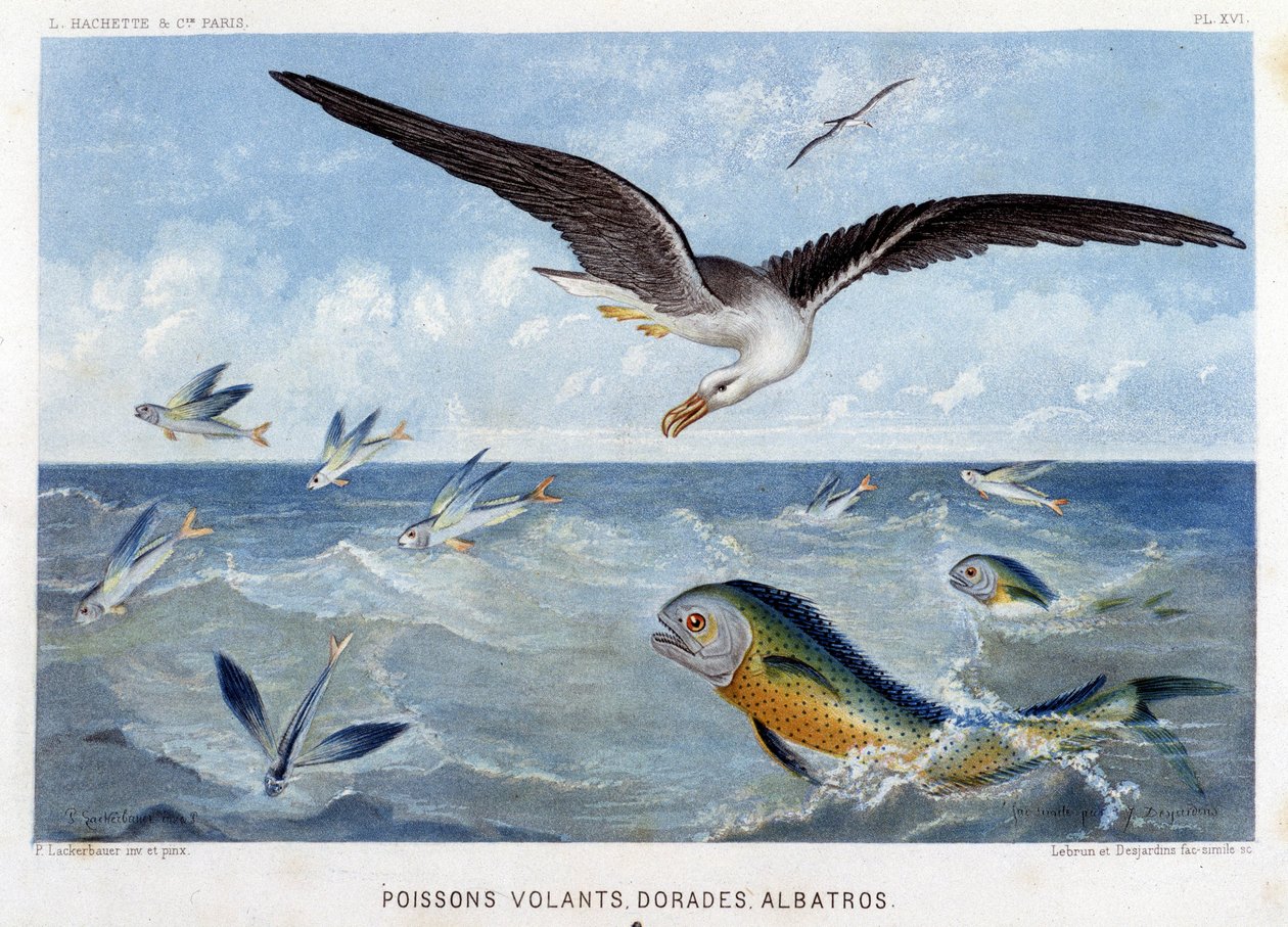 Dorades, Flying Fish, Albatross - in Le Monde de la Mer by Alfred Fredol by French School