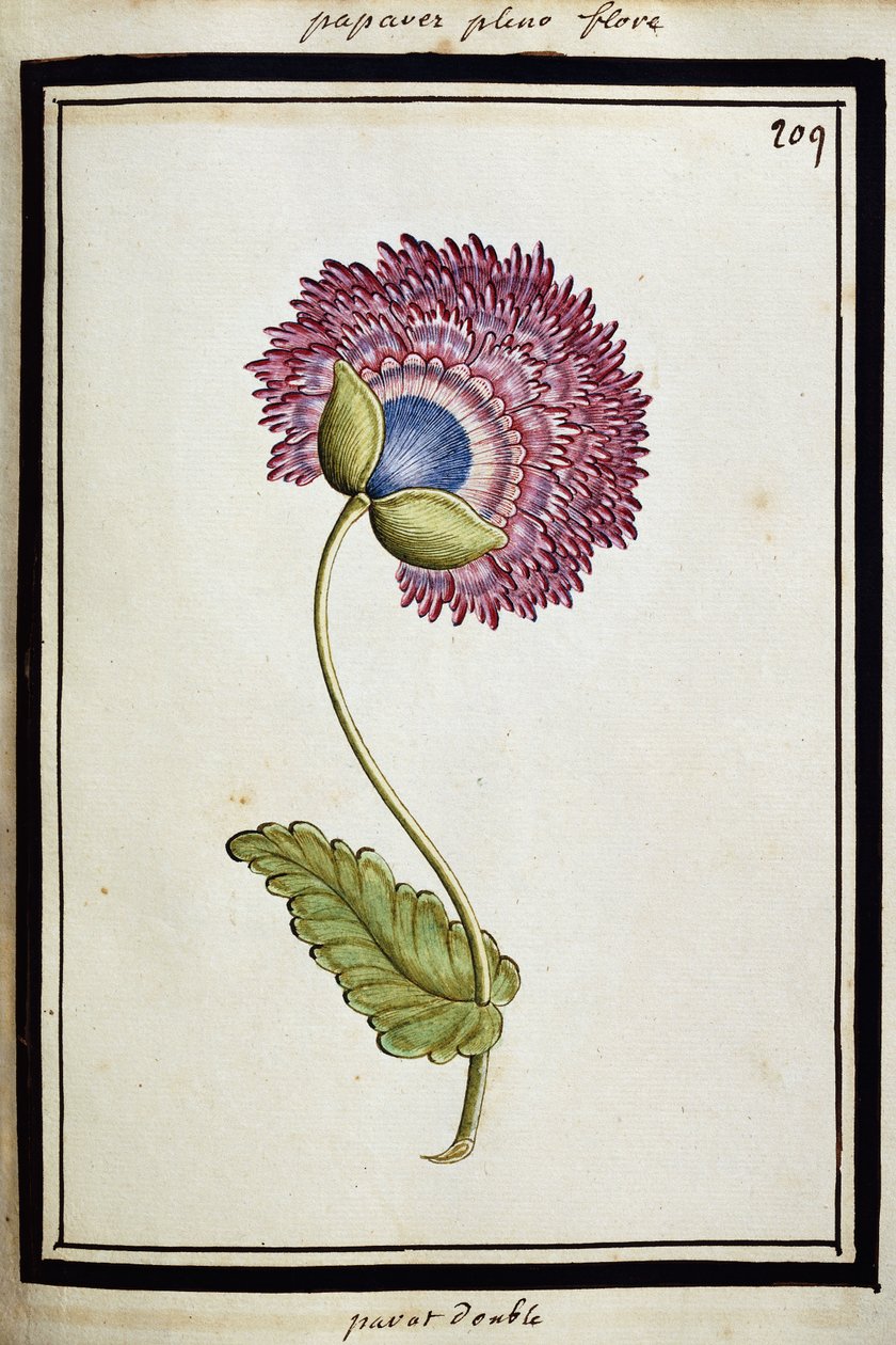 Double Poppy by French School