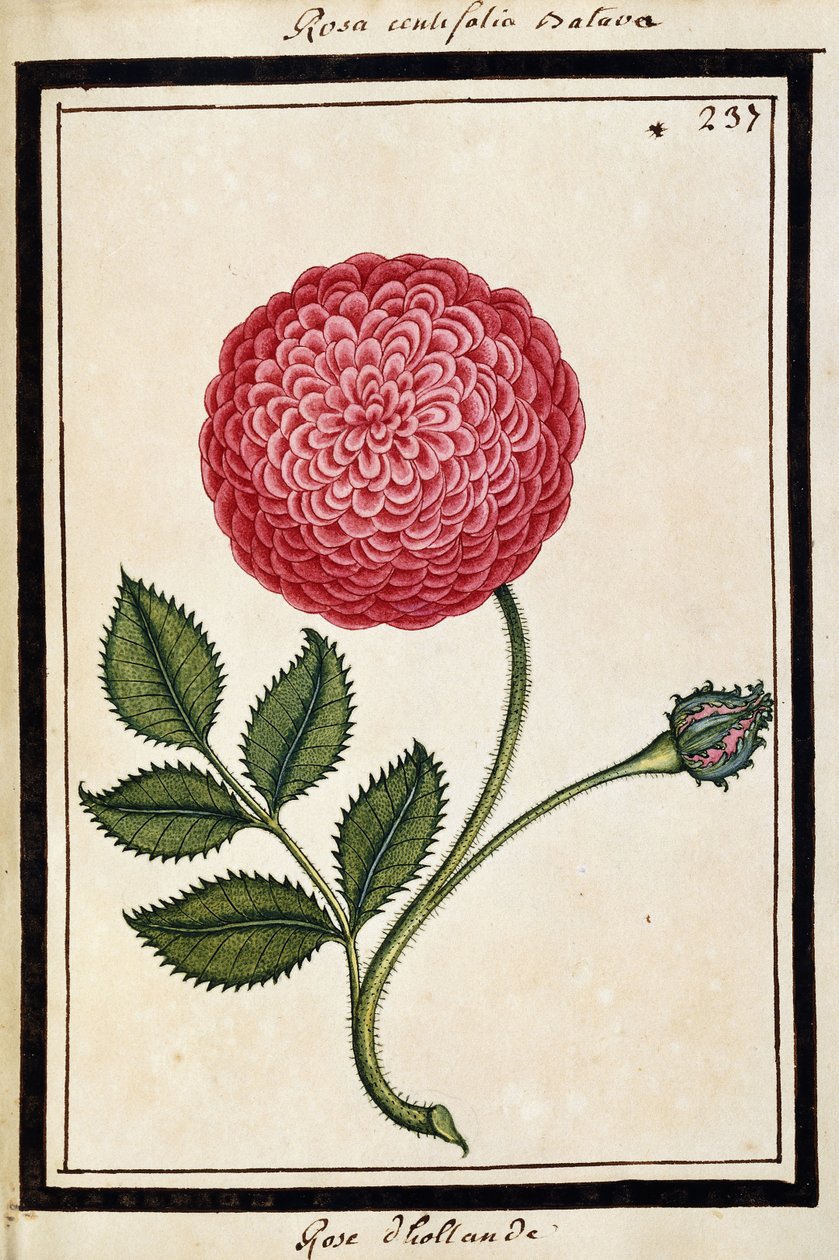 Dutch Rose, c.1700 by French School