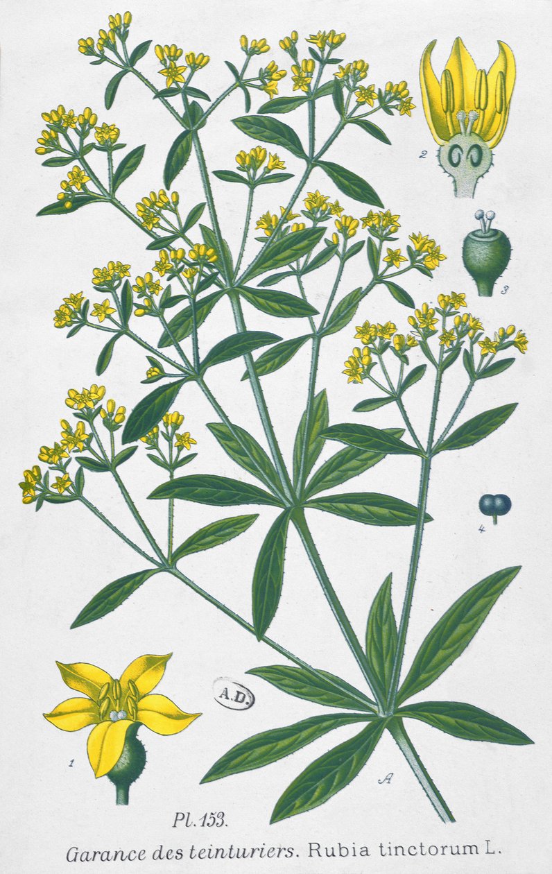 Dyers Madder (Rubia Tinctorum) by French School