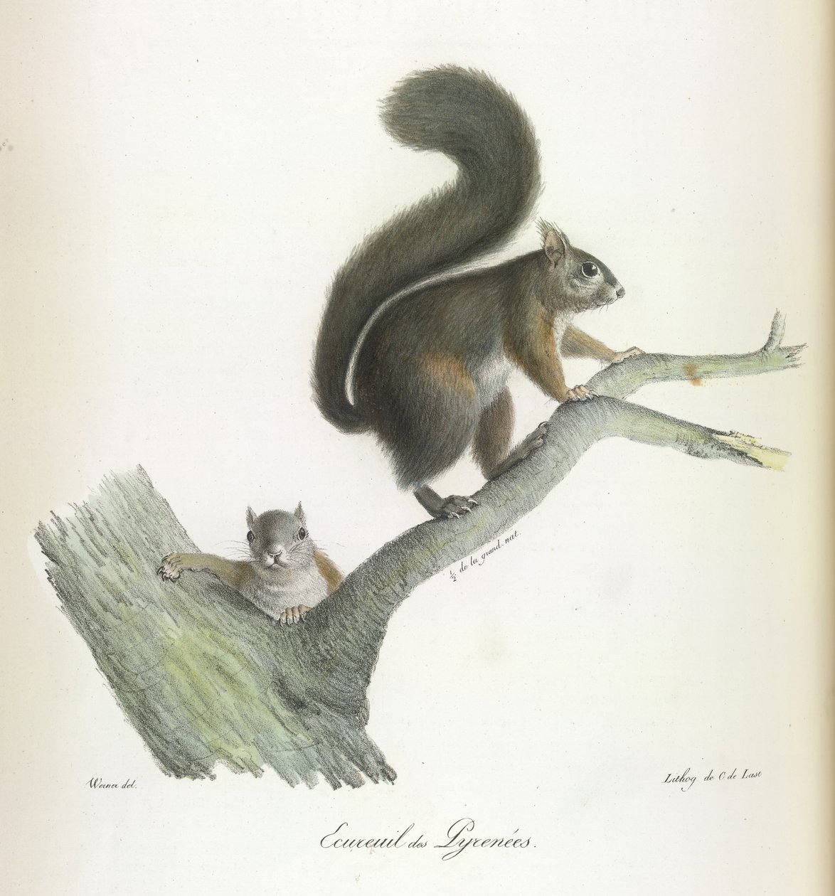 Squirrel, from Histoire Naturelle des Mammifères by French School