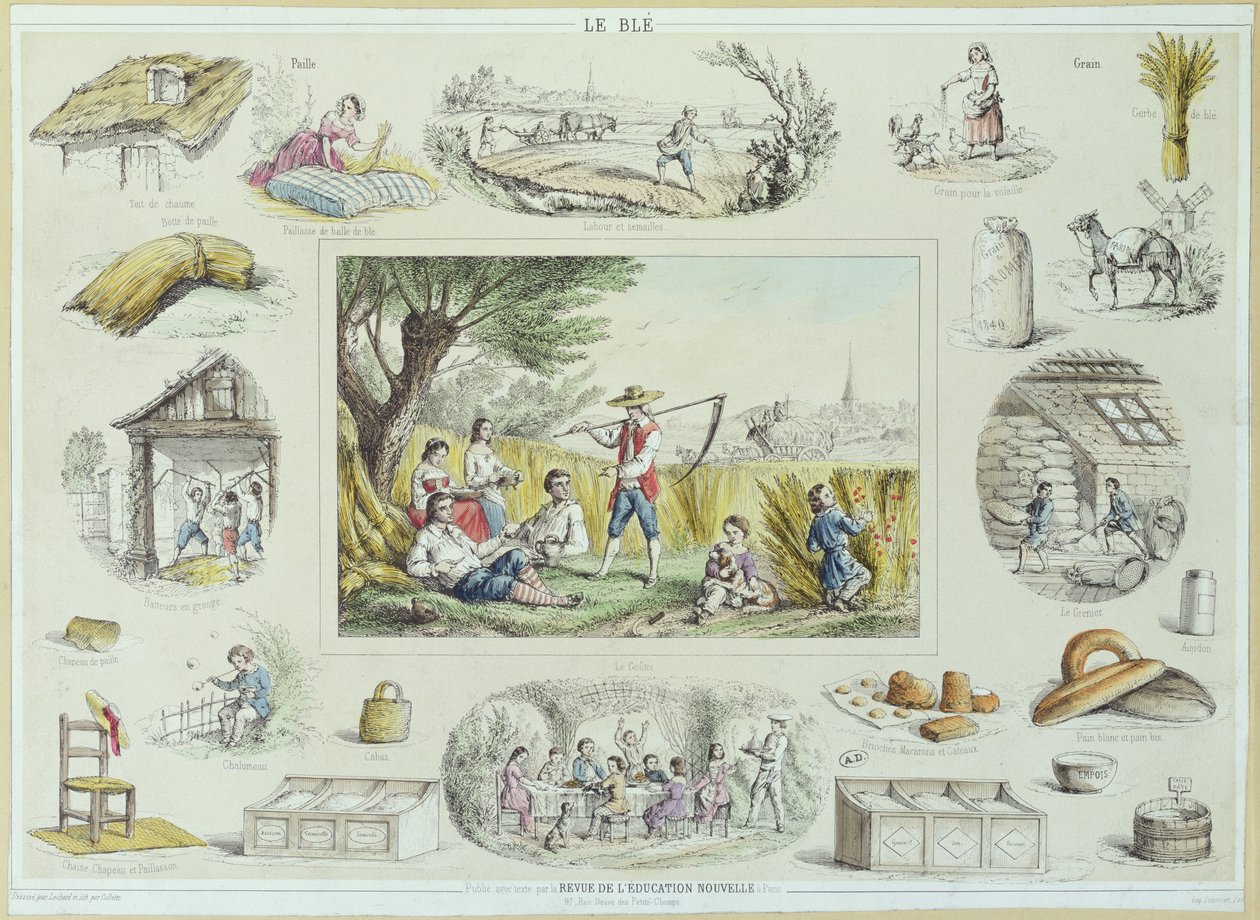 Educational illustration of corn, c.1860-70 by French School