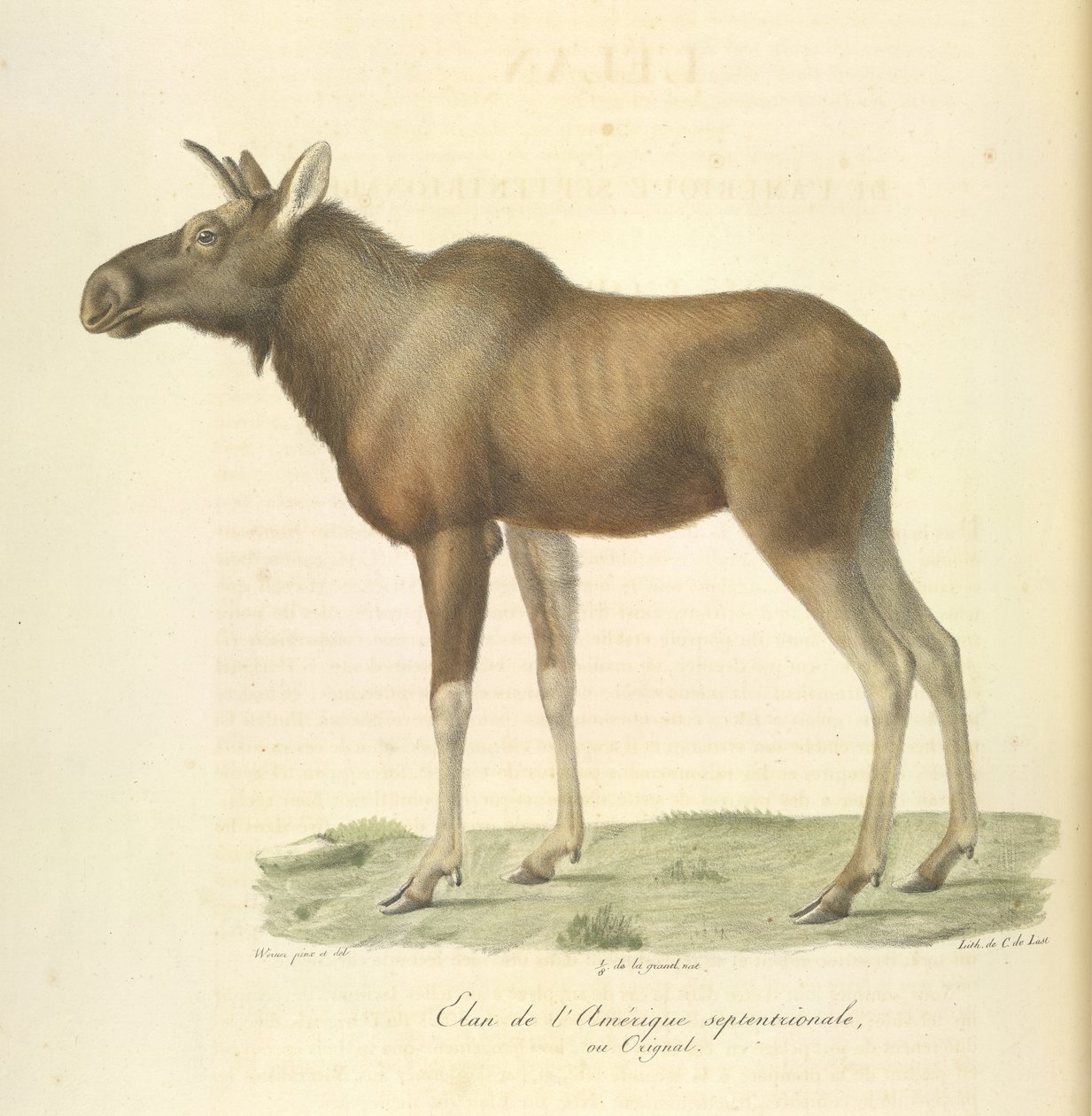 North American elk, from Histoire Naturelle des Mammifères by French School