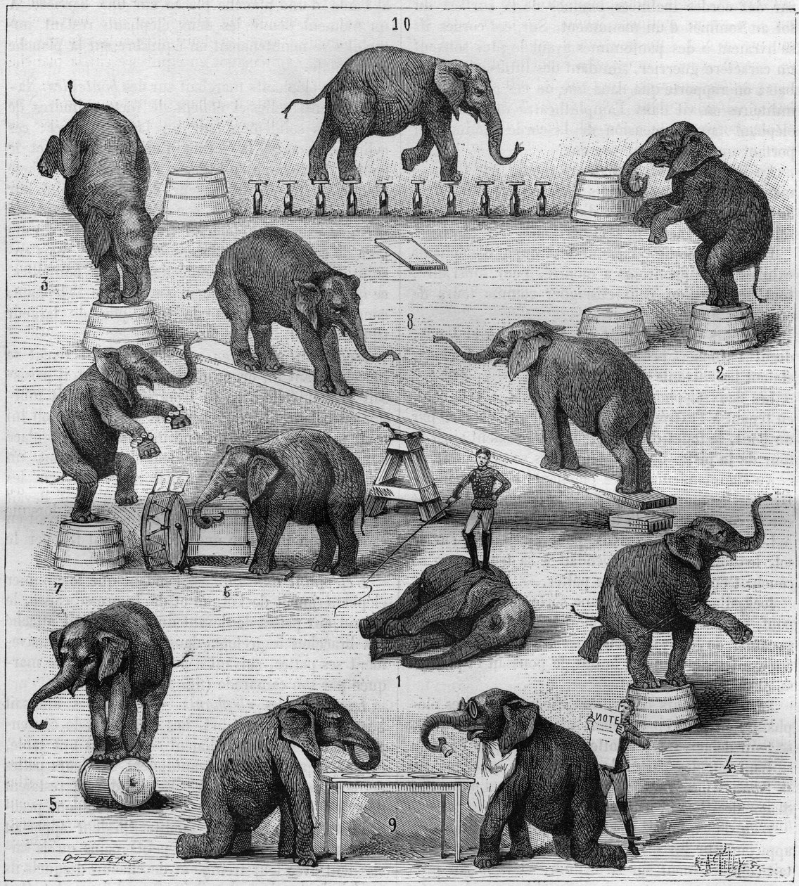 Exercises performed by elephants at the Paris racecourse. Engraving in 