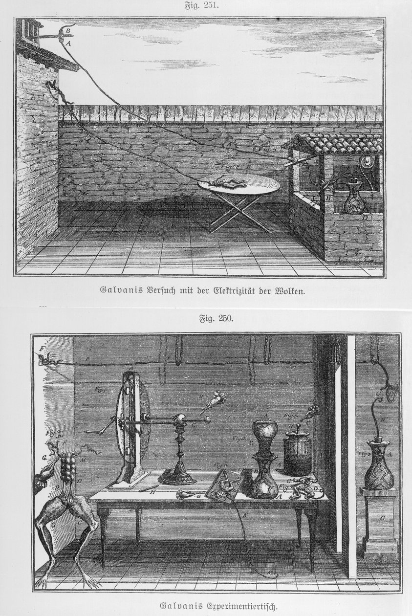 Experiment on frogs by Louis Galvani (1737-98) by French School