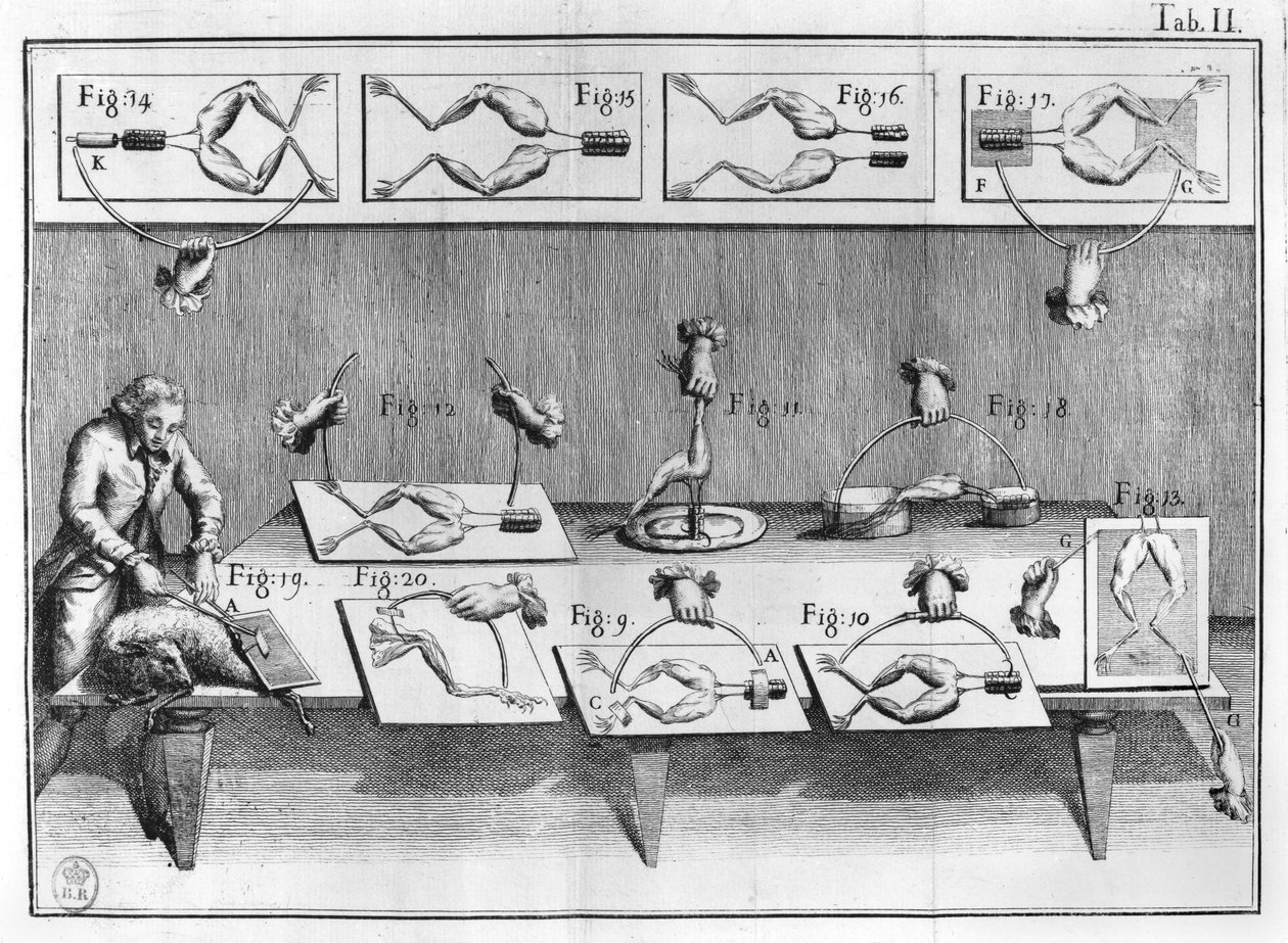 Experiment on frogs, illustration from De viribus electricitatis in motu muscumari by French School