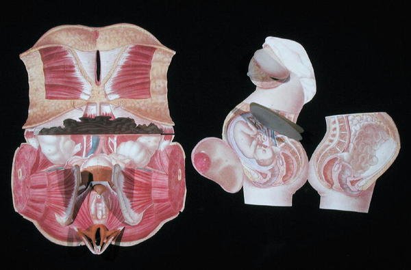 Female Anatomical Figure, from 