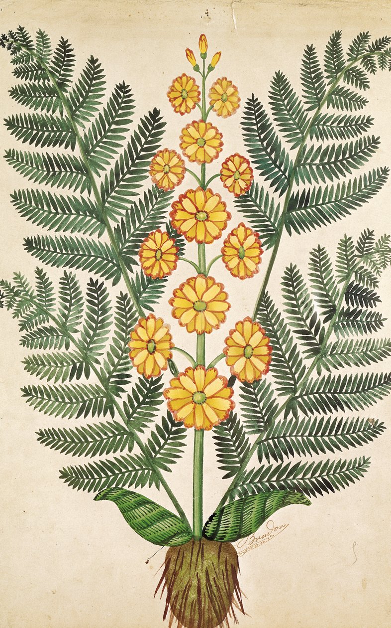 Fern with yellow flowers, plate from a seed merchants in Oisans by French School