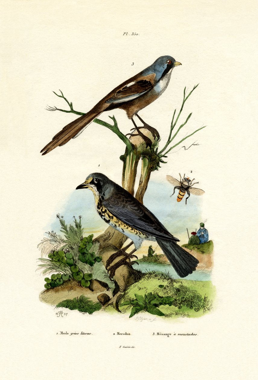 Fieldfare by French School