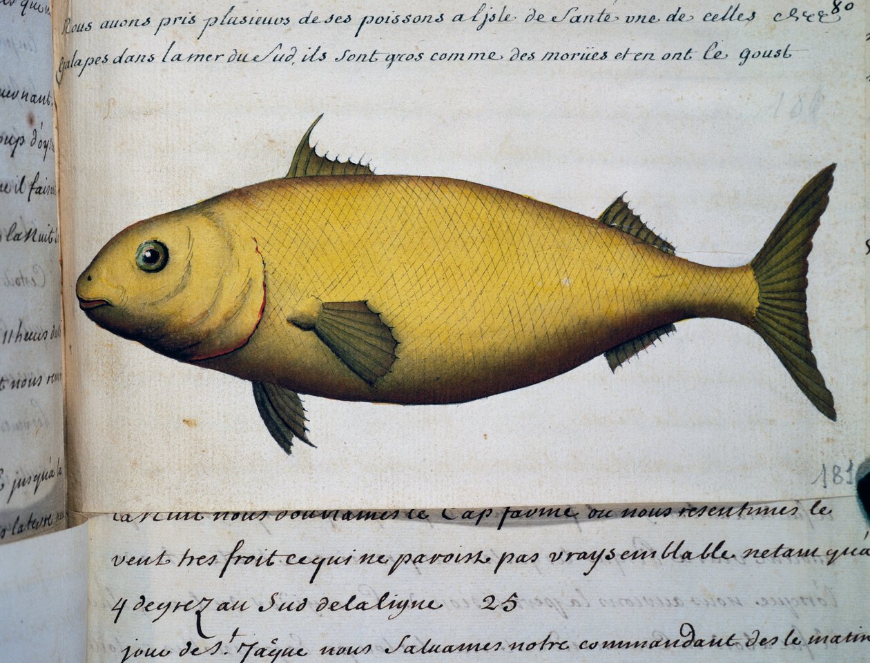Fish as big as cod, Isle De La Sante, from log book by Jacques Gouin de Beauchesne, captain of Compagnie royale de la Mer du Sud, from 1698 to 1701 by French School