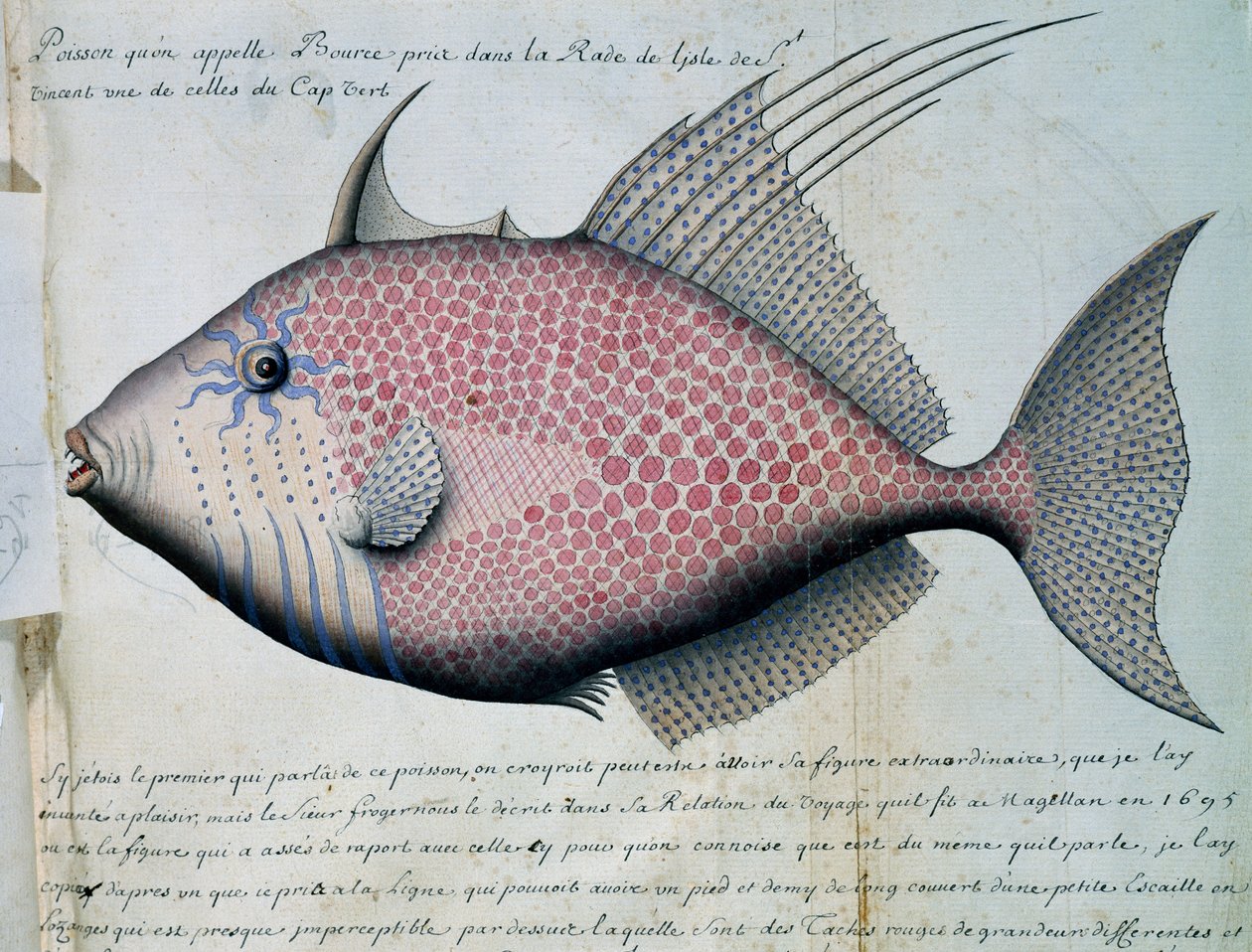 Fish Called Bource, Sao Vicente Island, Cape Verde by French School