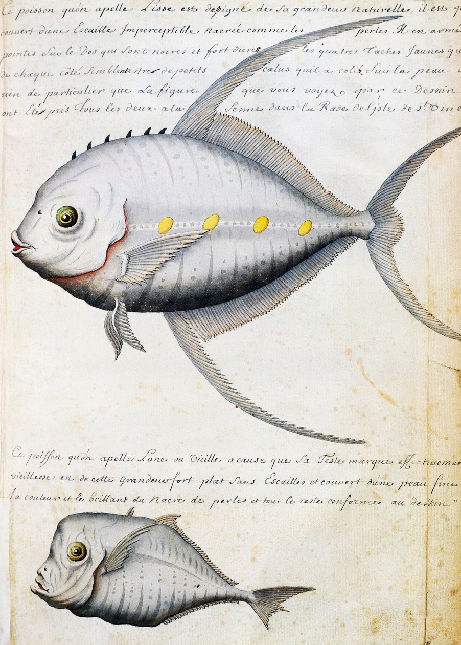 Fish called Lisse and Moon fish, Sao Vicente island, Cape Verde by French School