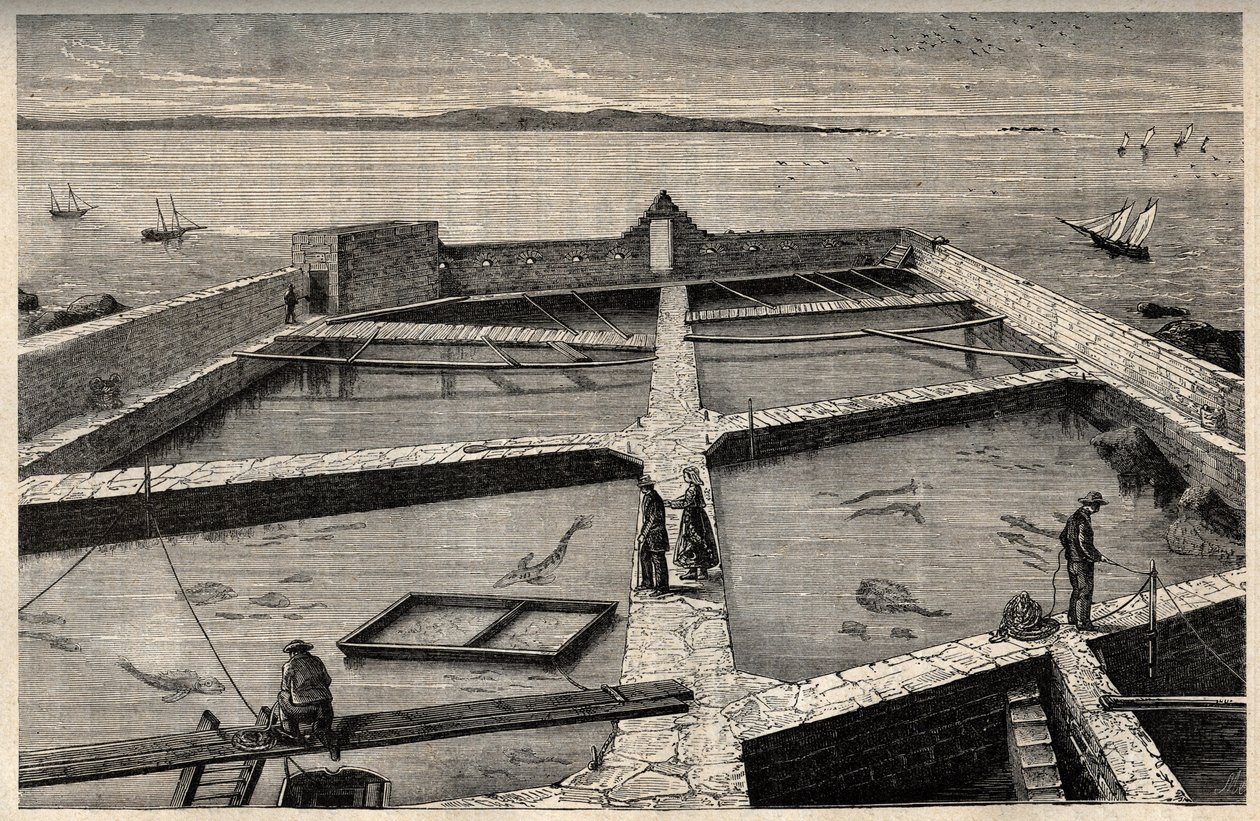 Fish farming in Concarneau - Brittany - Establishment de pisciculture - Concarneau - Finistere - Brittany - engraving in 