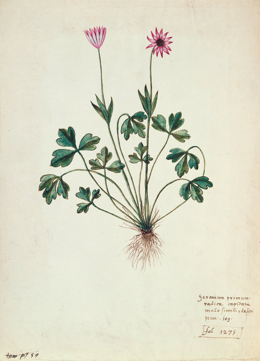 Geranium by French School