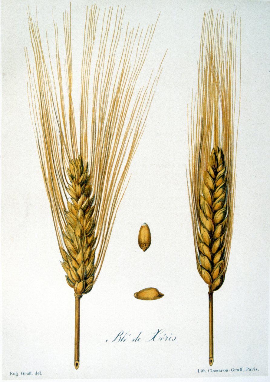 French 19th Century Illustration of Ears of Corn by French School