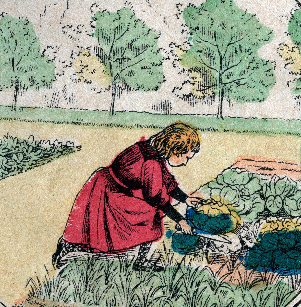 French belief: A little girl, believing that babies are born in cabbage or roses, cuts the sprouts of a vegetable garden - Epinal picture - 19th century by French School