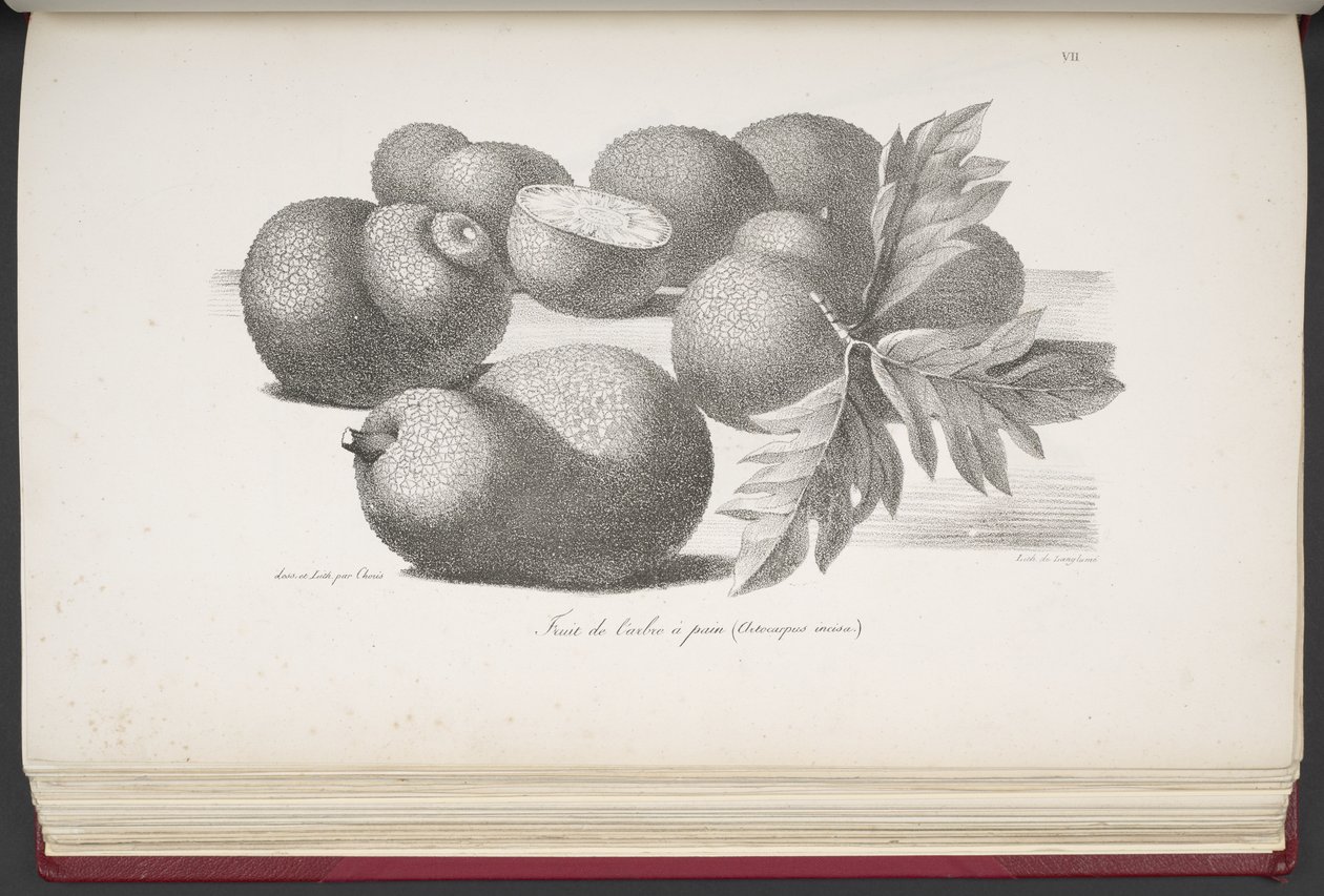 Fruit, from Voyage pittoresque autour du monde, avec des portraits de sauvages d