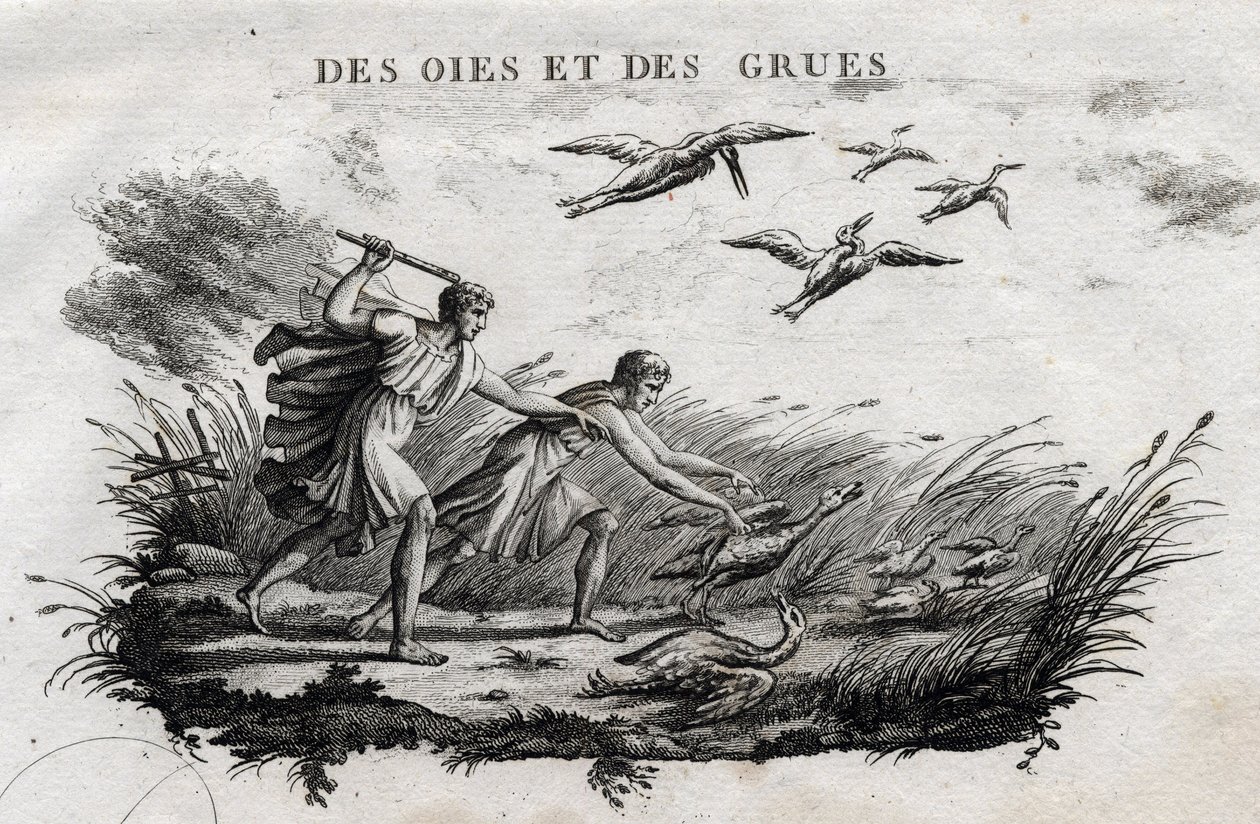 Geese and Cranes. Fable of Aesop. Written by Guillaume Montfort and engraved by Beauble in 1801. by French School