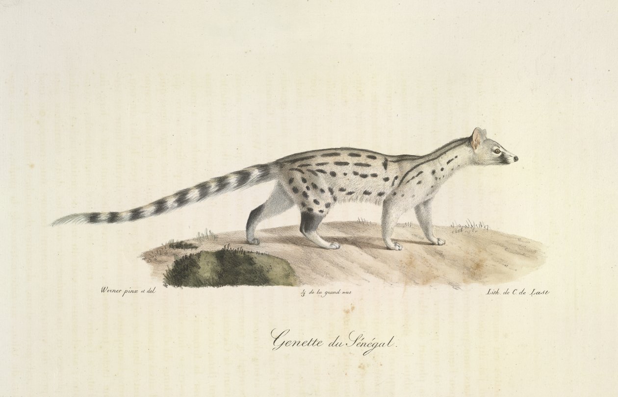 Genet of Senegal, from Histoire Naturelle des Mammifères by French School