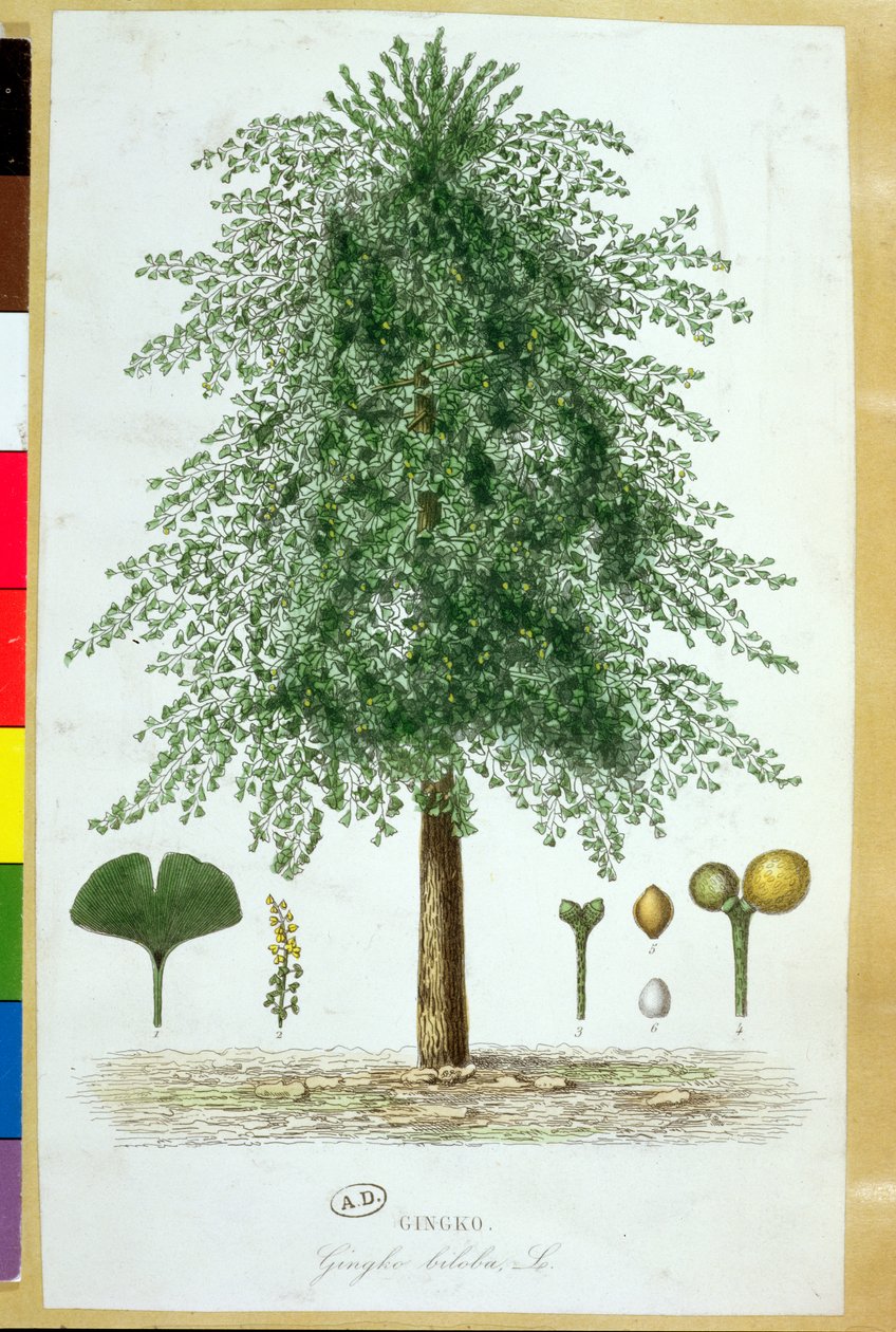 Ginkgo Biloba Tree Diagram Ginkgo Biloba Tree Google Search