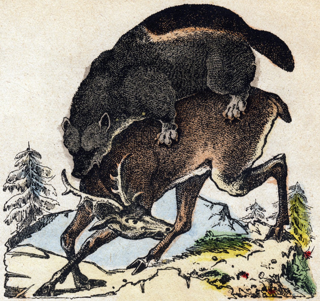 Glutton. Engraving in 