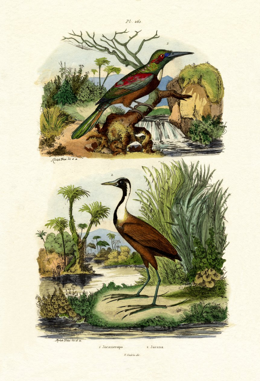 Great Jacamar by French School: Premium art reproduction