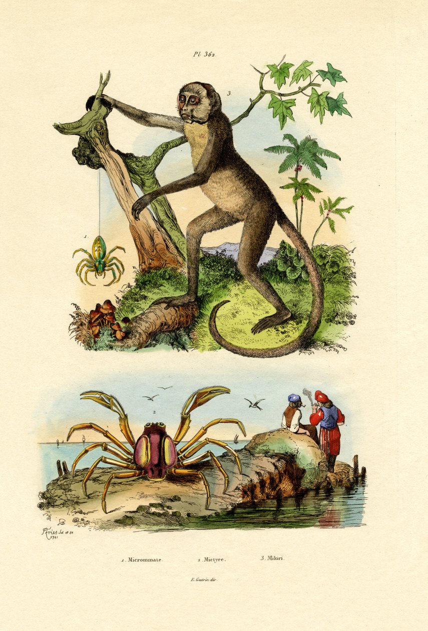 Green Huntsman Spider by French School
