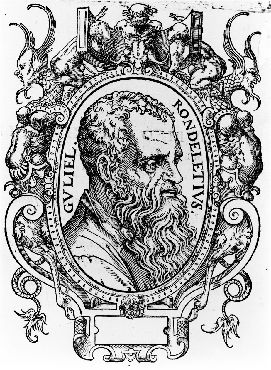 Guillaume Rondelet by French School