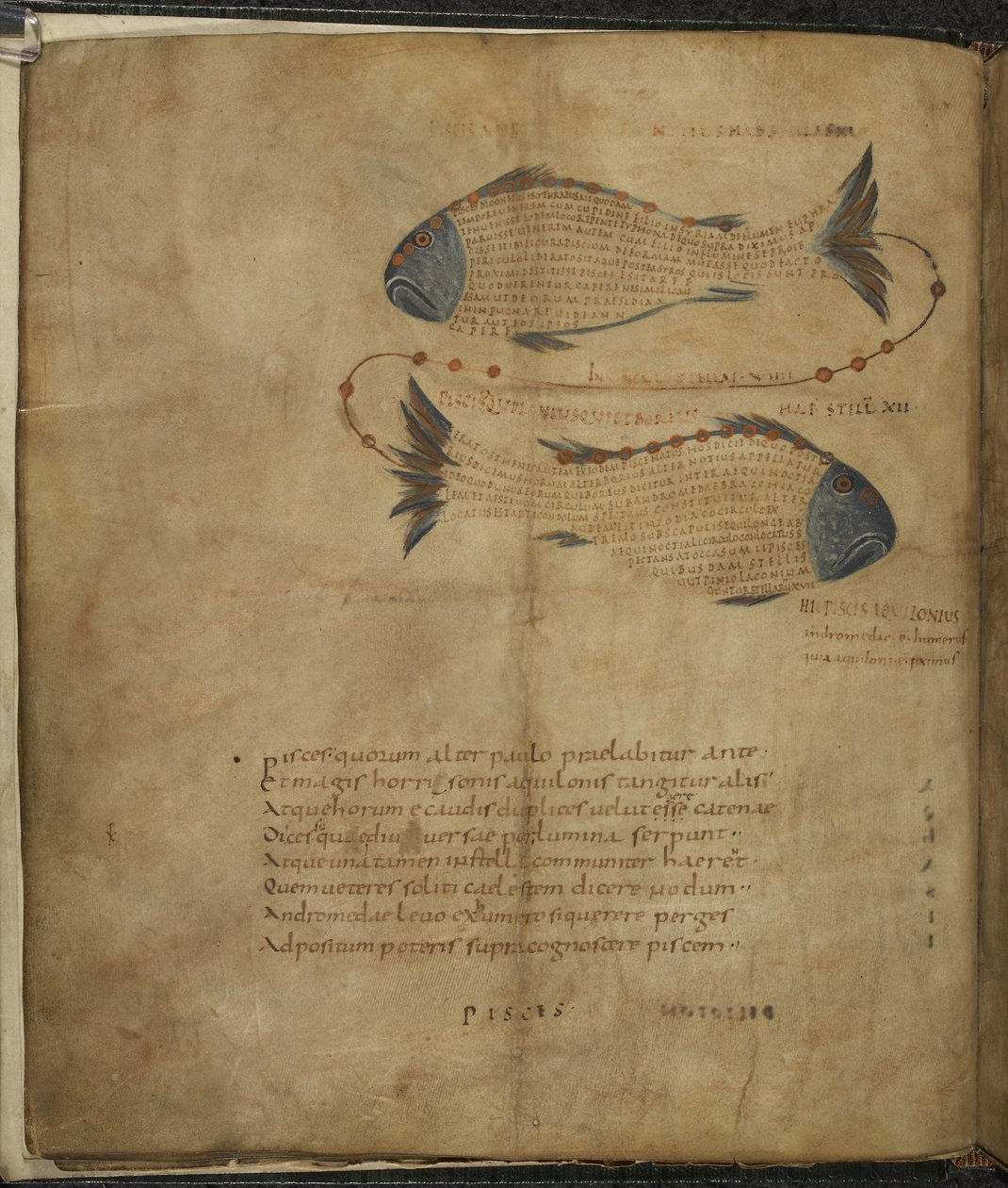 Illustration of the Constellation Pisces, from 