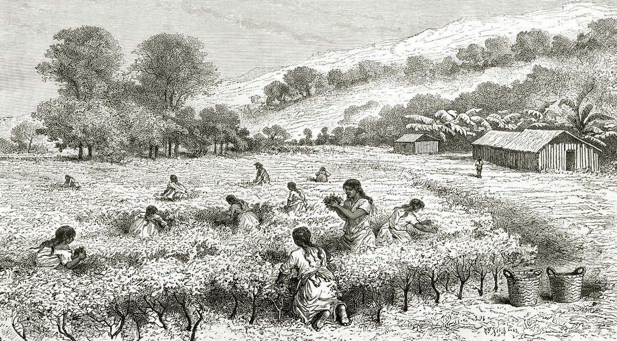 Harvest of Coca, Peru, illustration from Le Tour du Monde magazine, 1877 by French School
