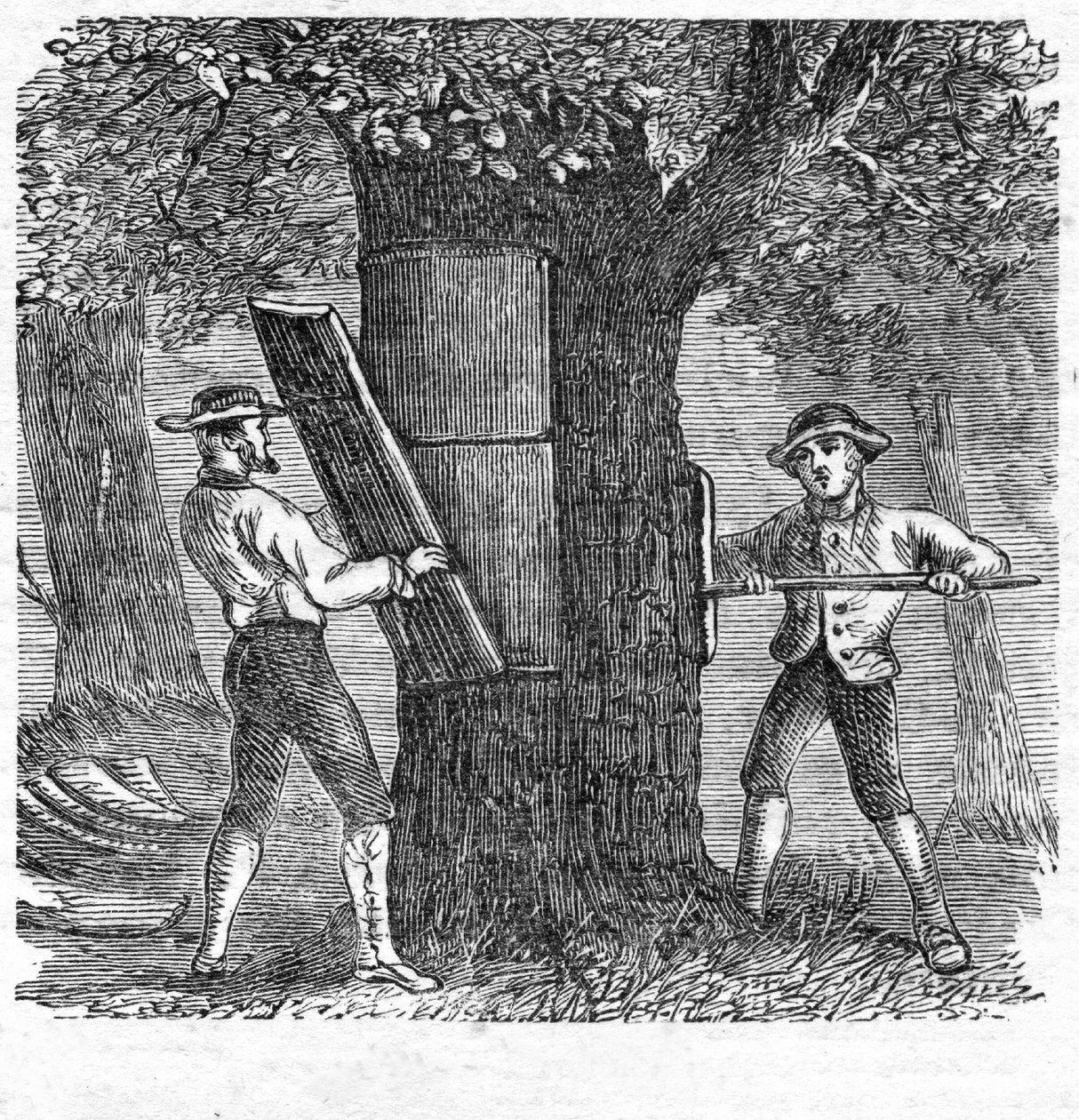 Harvesting Cork, Engraving by French School