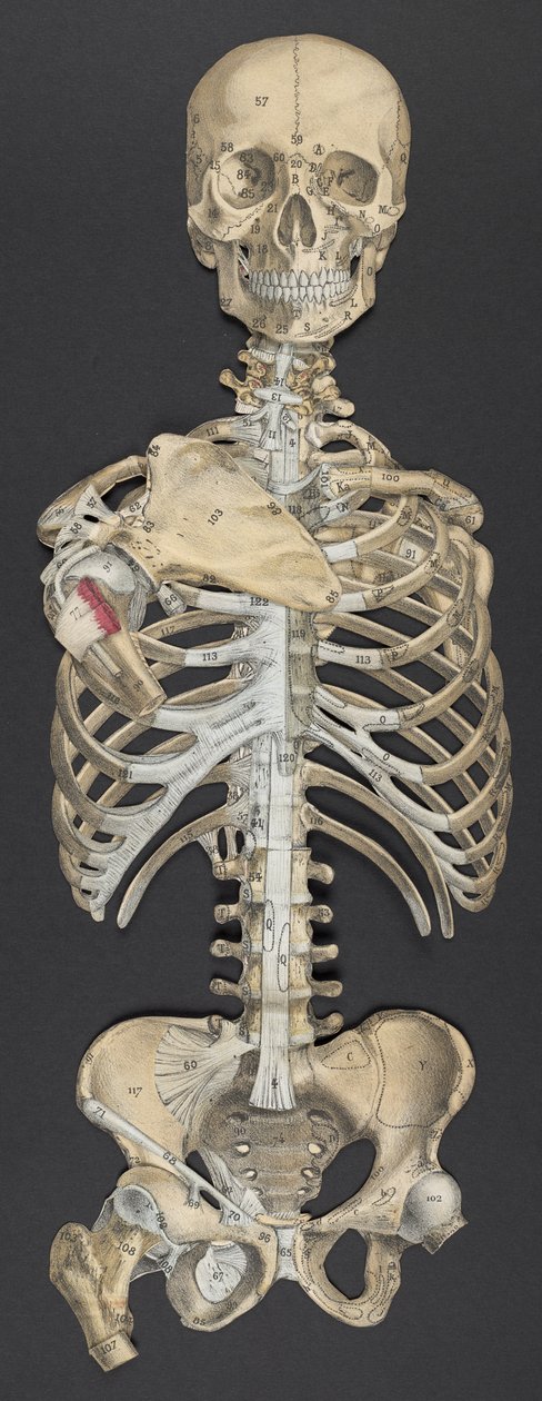 Head and torso, from 