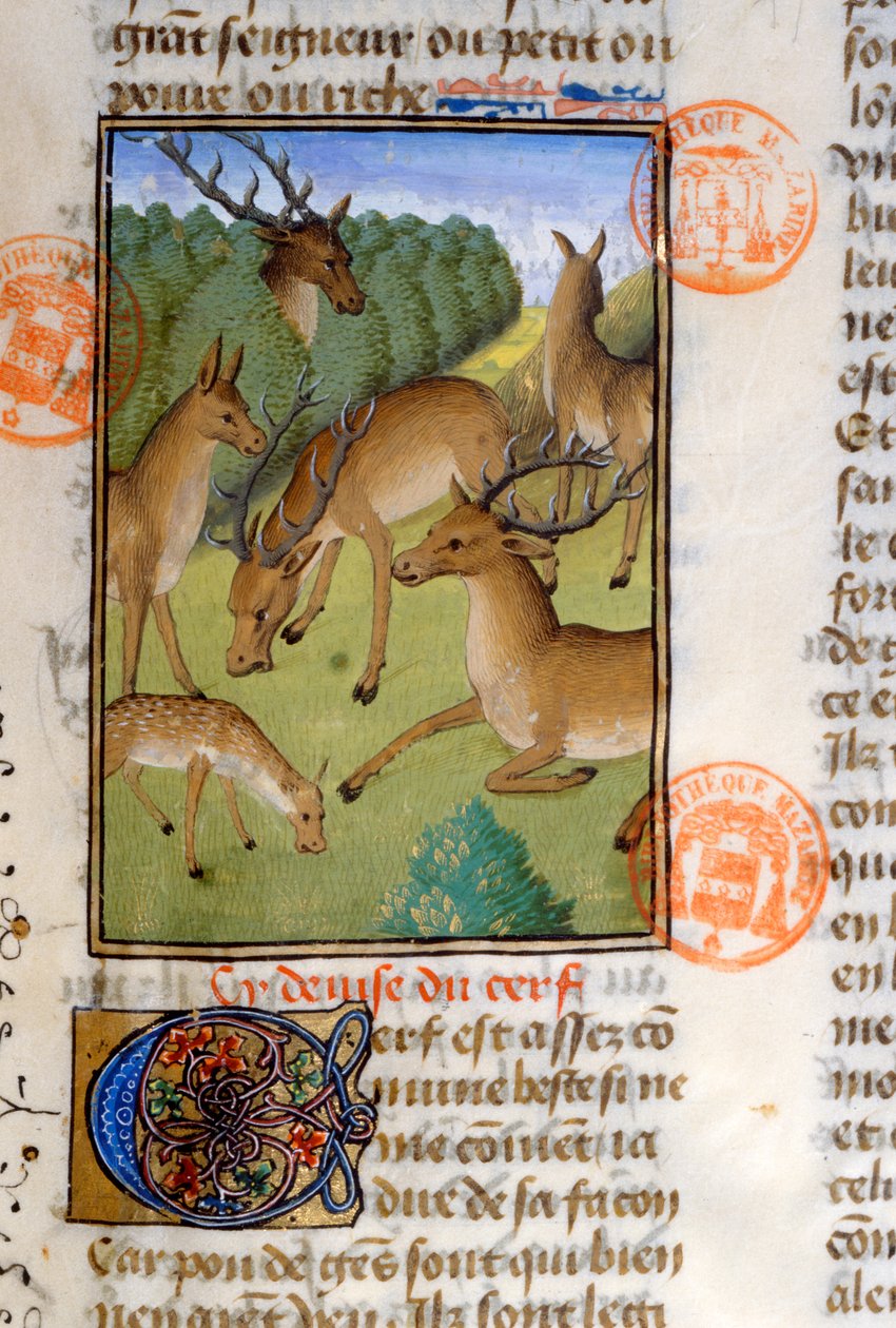 Herd of Deer, from the Livre de la Chasse by Gaston Phebus de Foix (1331-91) by French School