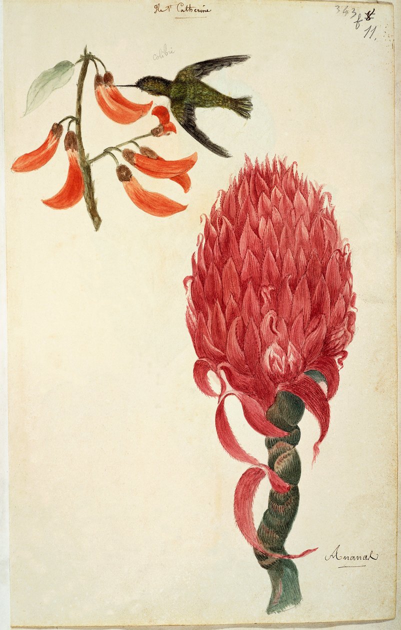 Hummingbird (Trochilidae) and Pineapple (Ananas comosus) by Lejeune by French School