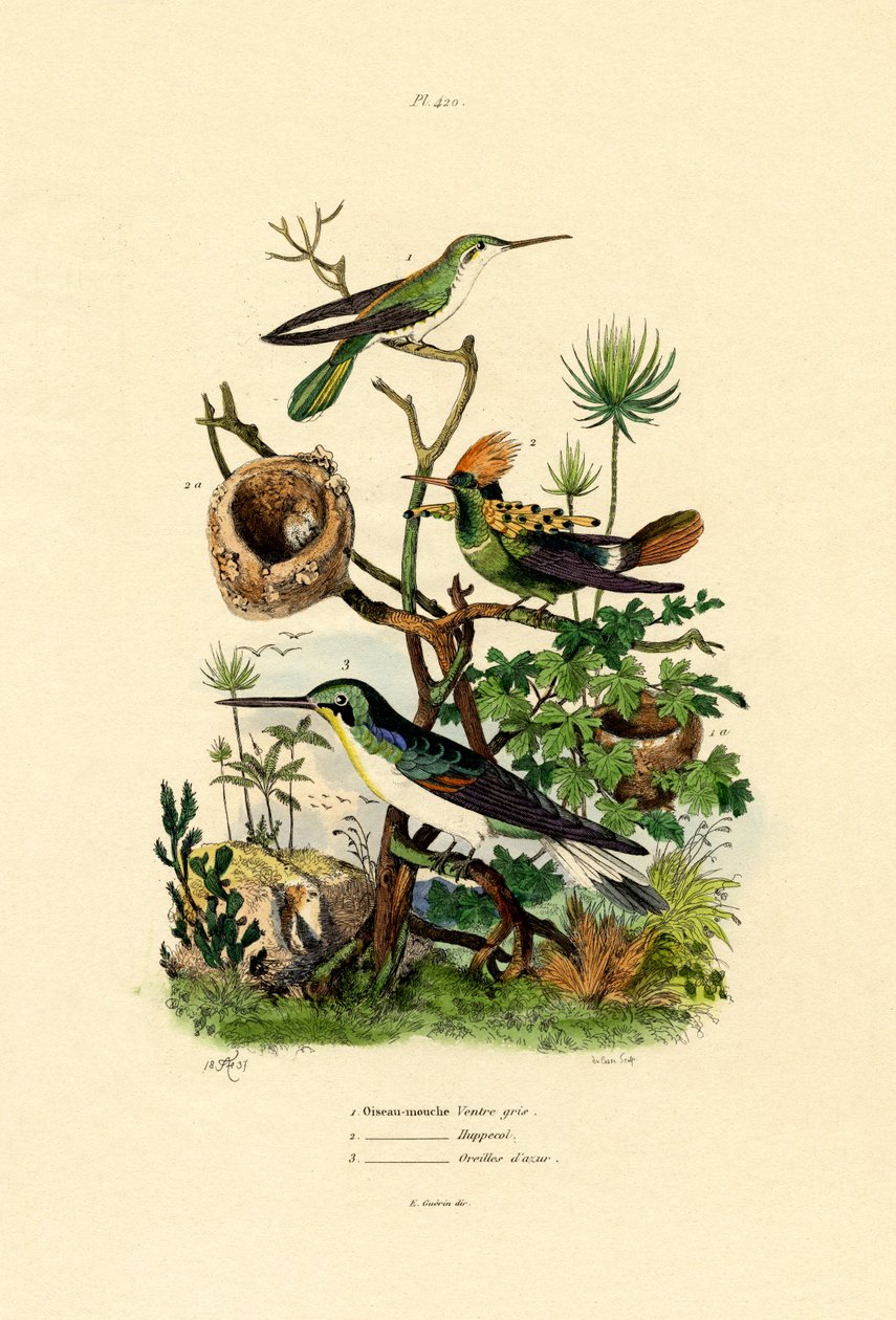 Hummingbirds by French School
