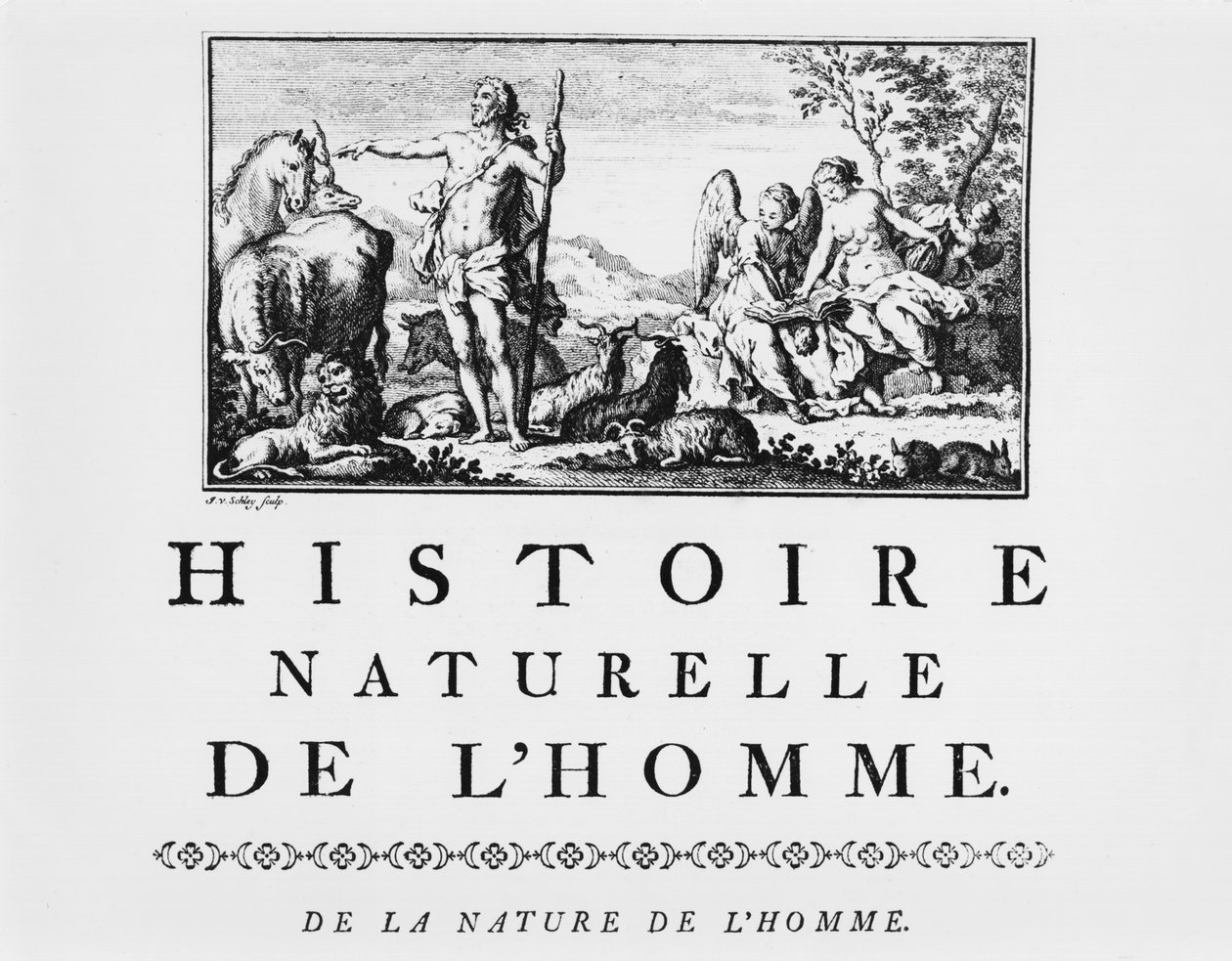 Illustration from Histoire Naturelle de l