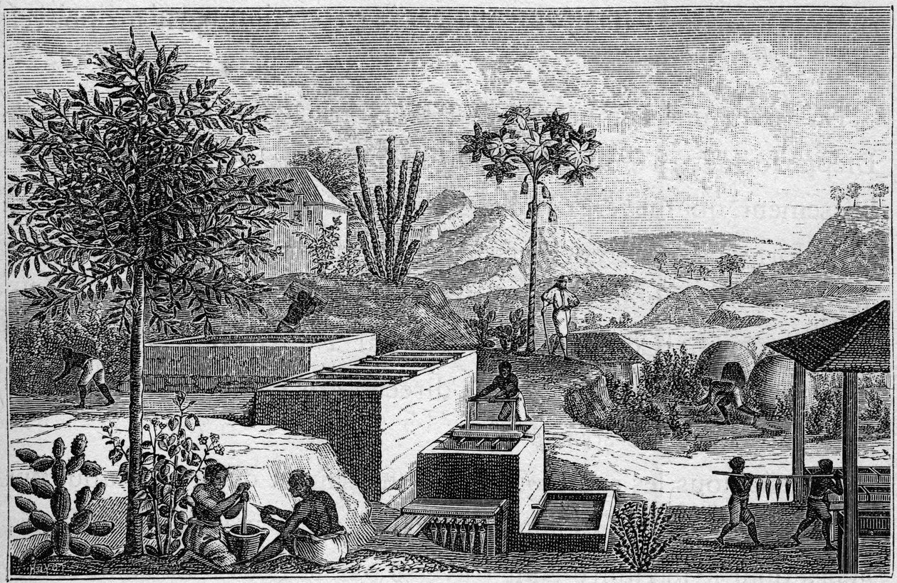 Indigo plantation in Senegal in the 17th century by French School