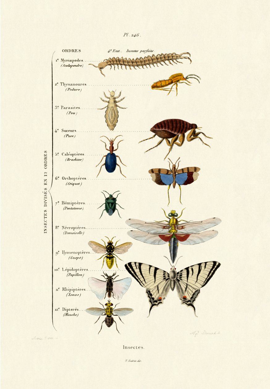 Insects by French School