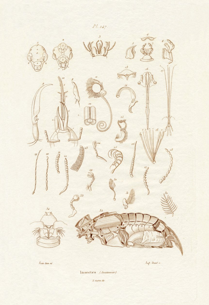 Insects by French School