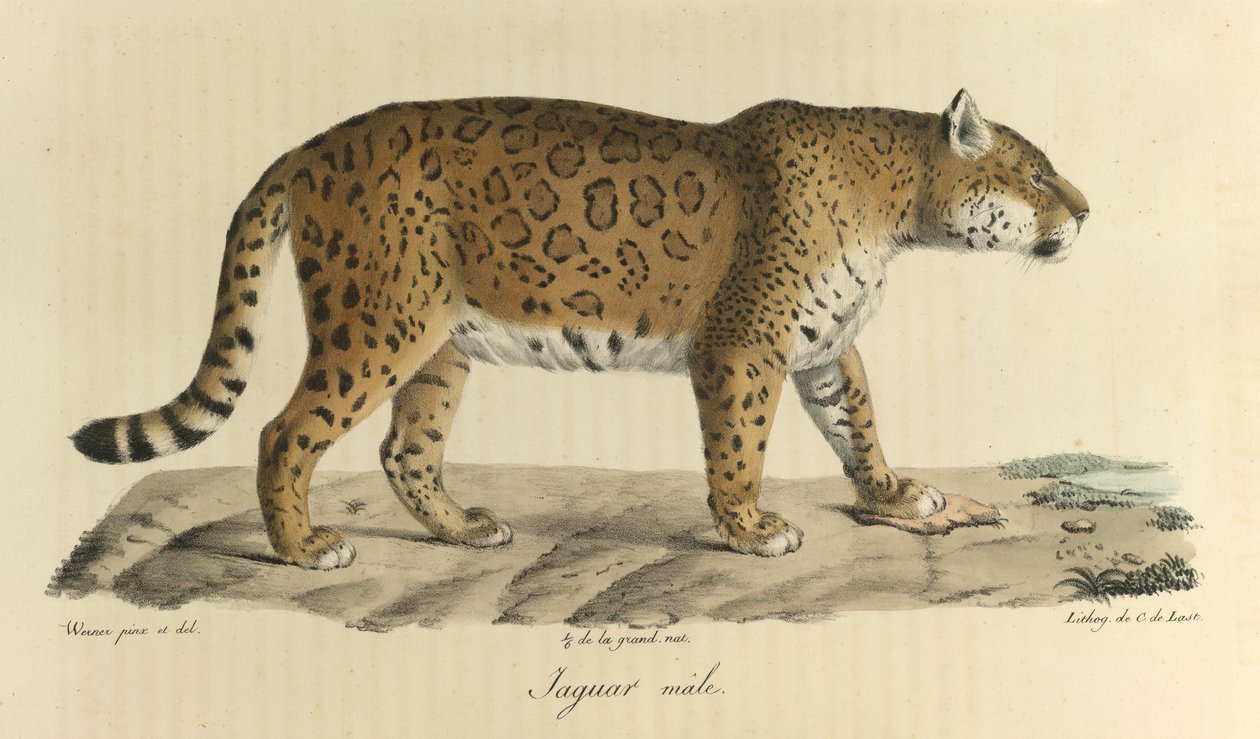 A Male Jaguar, from 
