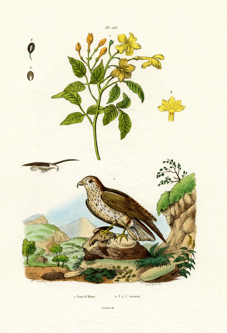 Jasmine by French School