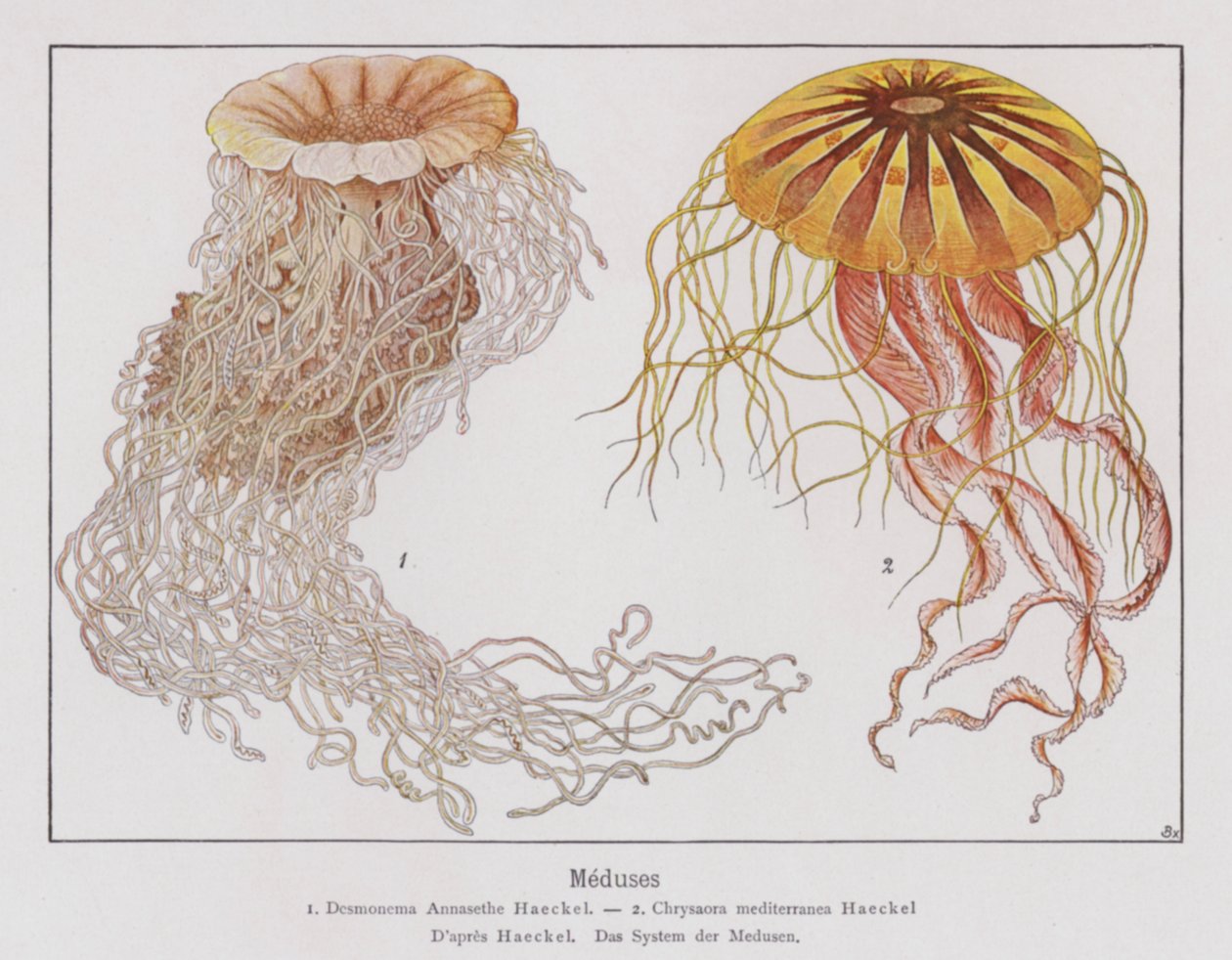 Jellyfish by French School