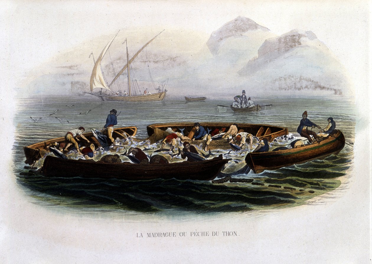 La Madrague or Tuna Fishing - in "Histoire naturelle de Lacépède" by French School