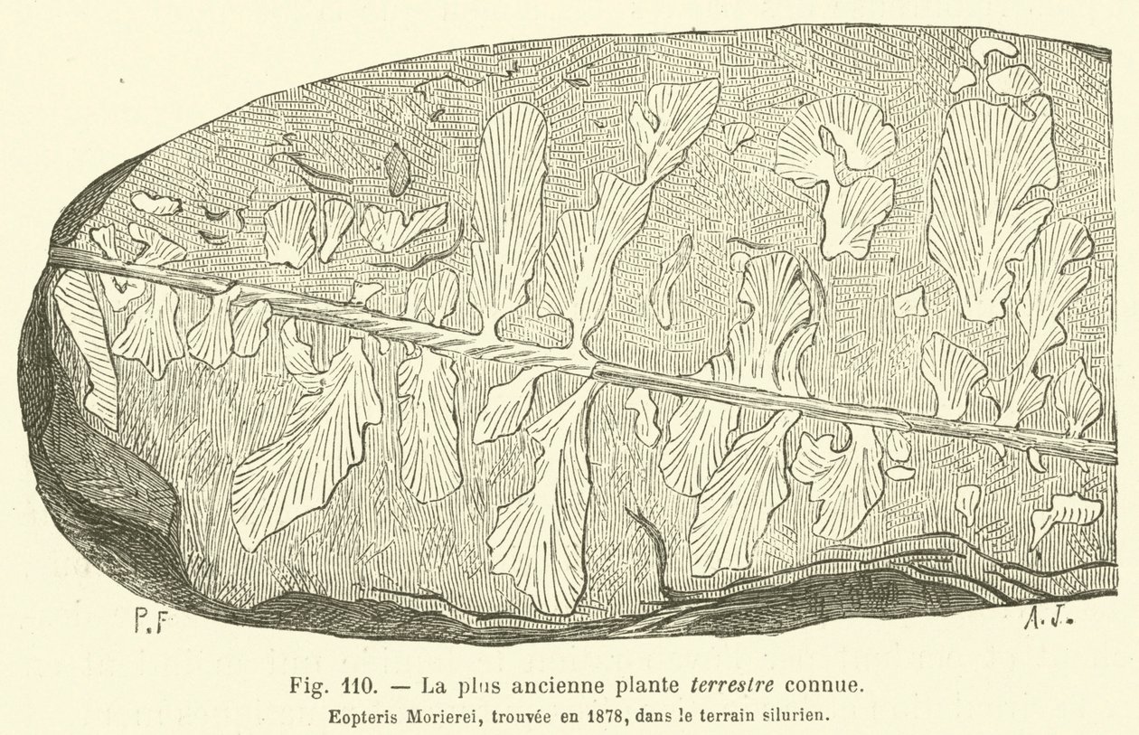 The Oldest Known Land Plant by French School
