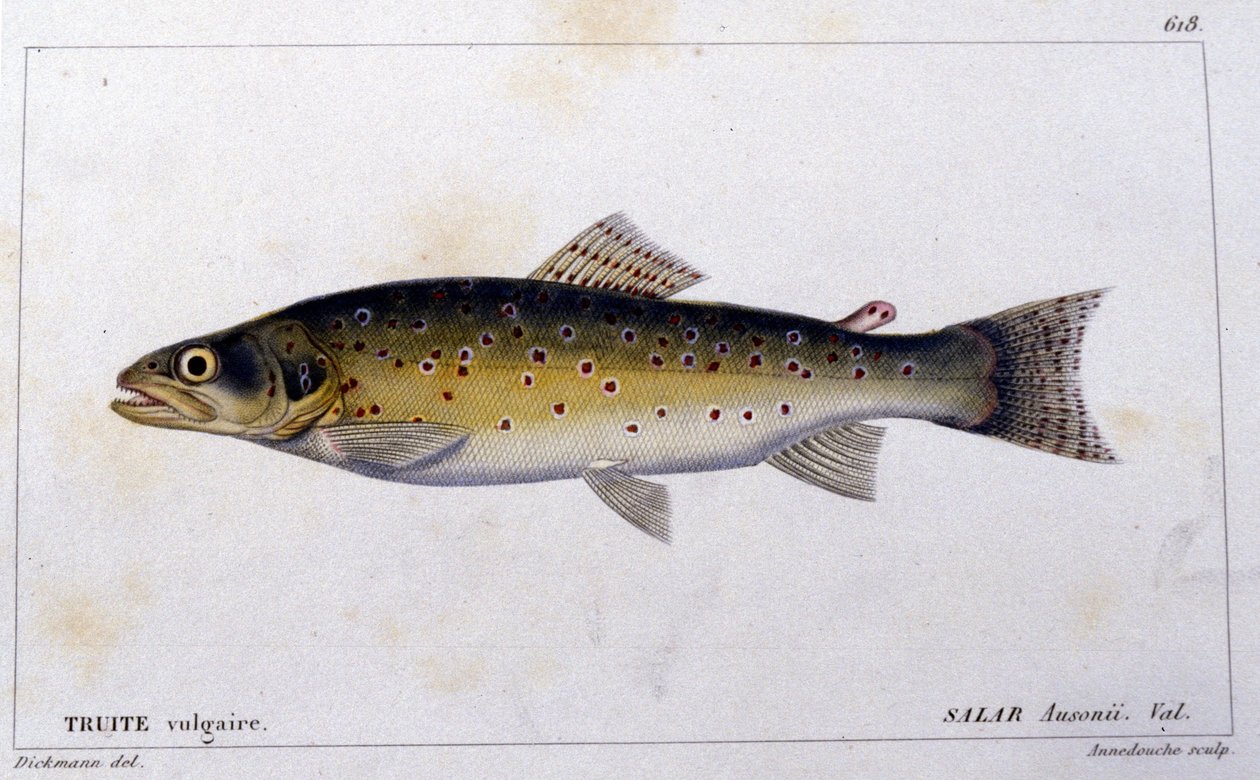 The common trout from 