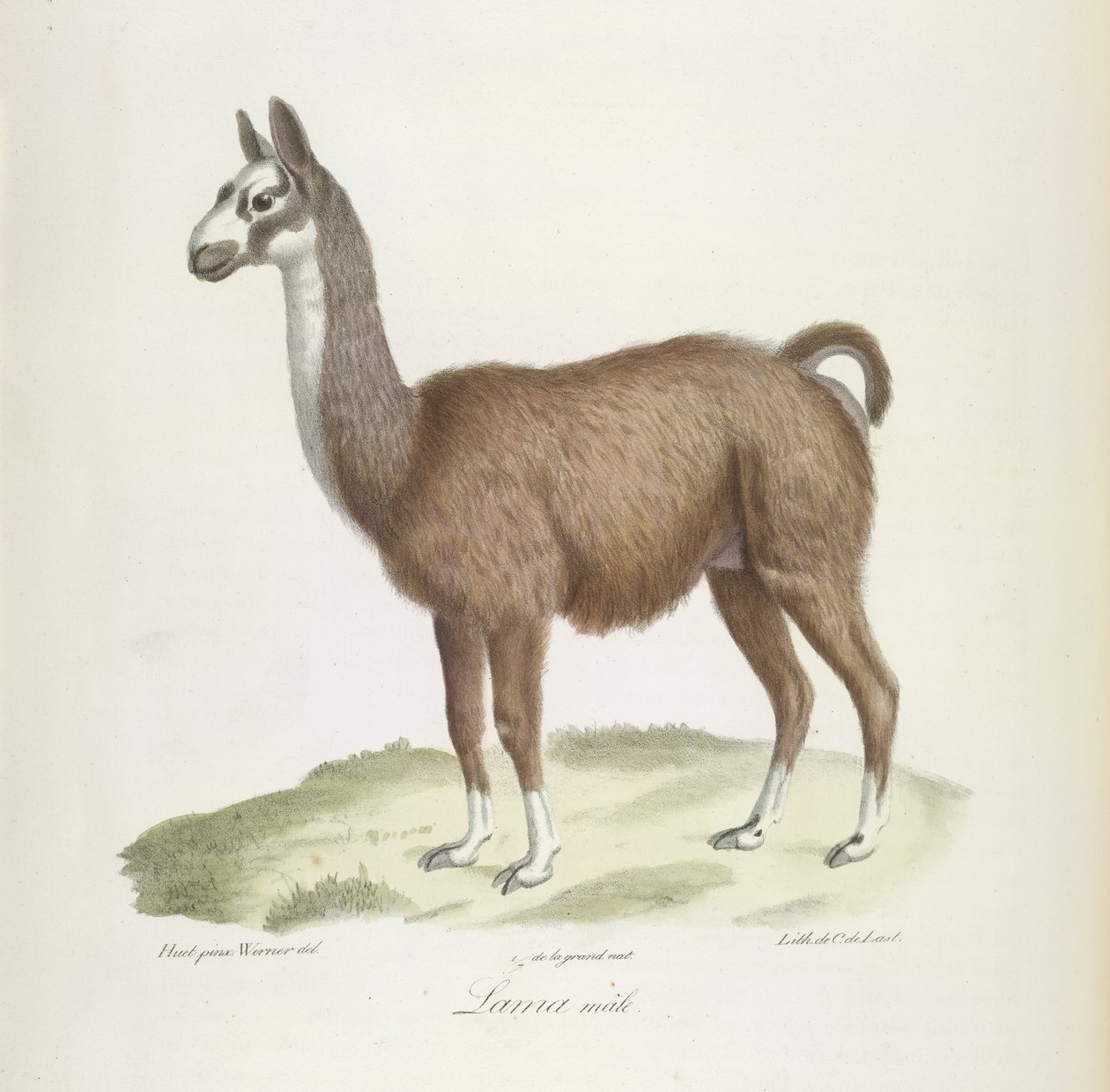Male Llama, from Histoire Naturelle des Mammifères by French School