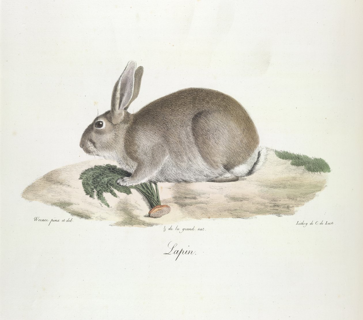 Rabbit, from Histoire Naturelle des Mammifères by French School